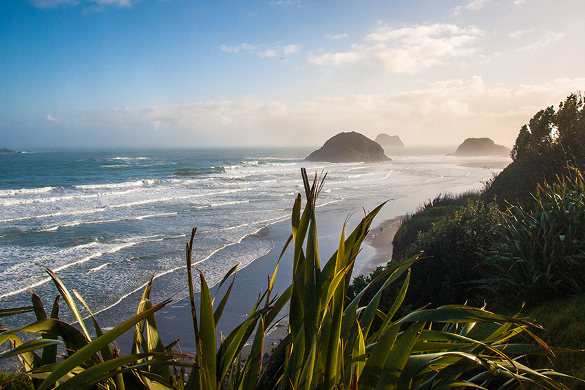 A photo of NZ coastline, with flax in the foreground and a wild beach.