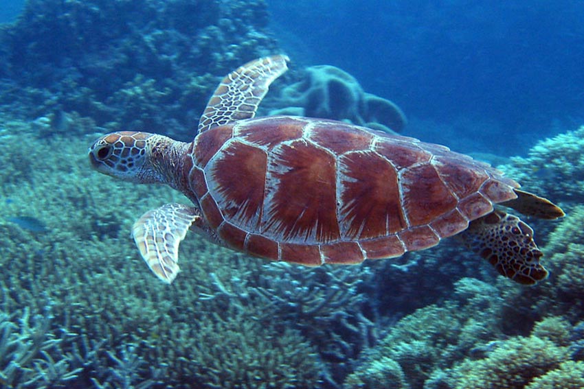 Robot turtles for ocean conservation