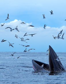 Drone records rare whale footage in the Hauraki Gulf
