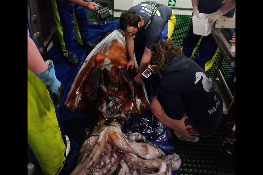 Giant squid dissection