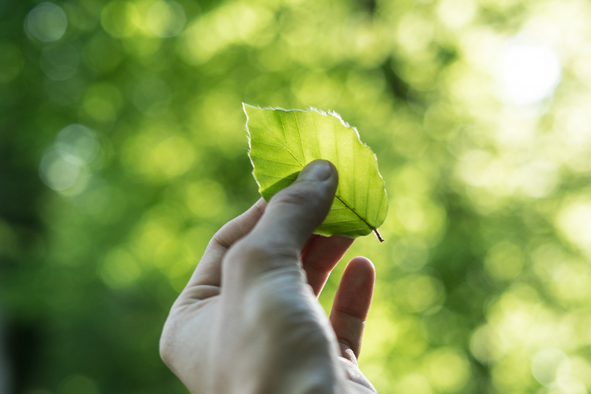 Hand holding leaf against green background