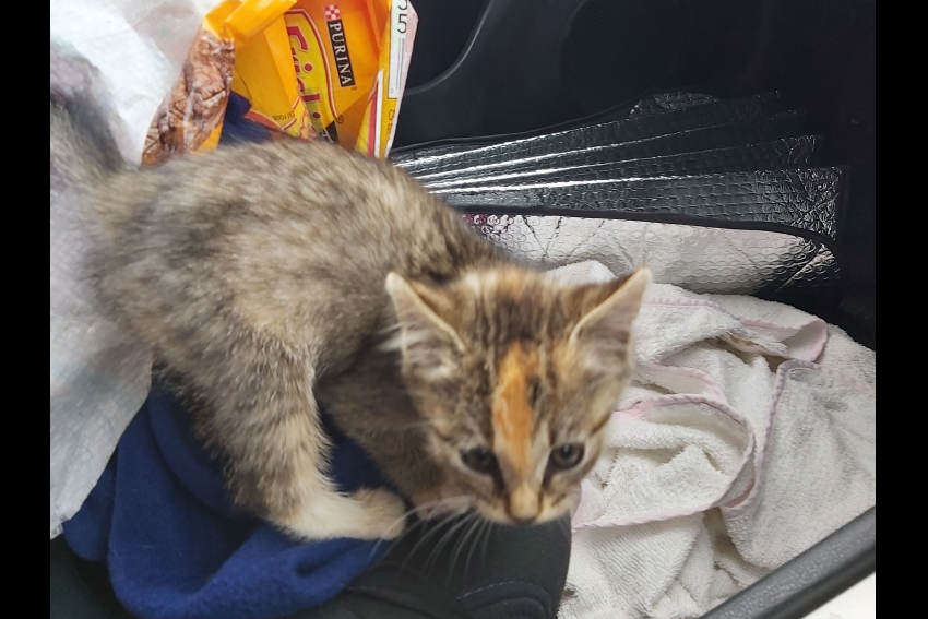 Rescued kitten
