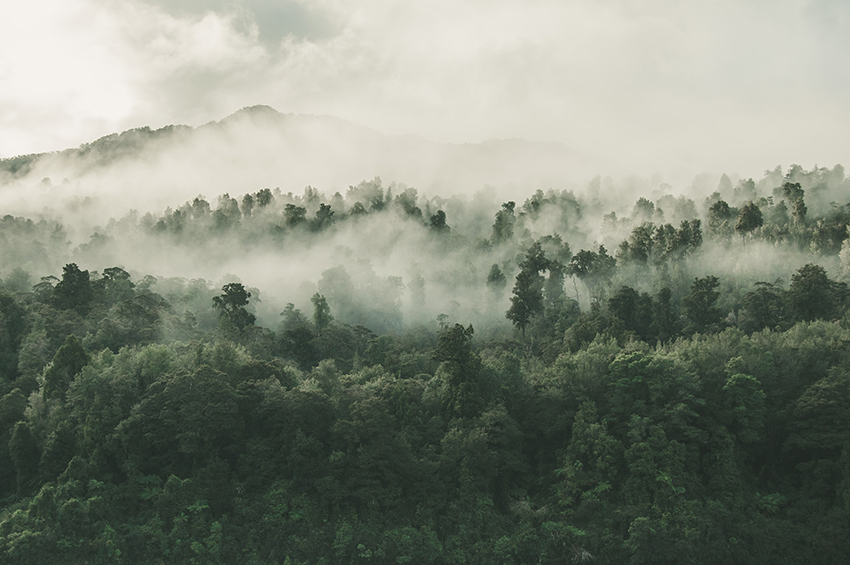 unsplash forest 850x567.jpg A misty forest.